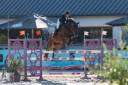 Castrone Sella Francese In vendita 2019 Baio