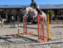 Cavalla Sella Francese In vendita 2022 Grigio ,  chacco white