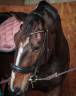 Cavalla Sella Francese In vendita 2016 Baio ,  EPSOM GESMERAY