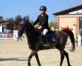 Pony 11 anni castrone 