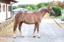 Castrone PFS Pony Francese da Sella In vendita 2021 Crine lavato ,  ACHILLE DE ST GERY