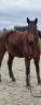 Castrone BWP Cavallo da Sangue Belgio Regalo 2008 Baio