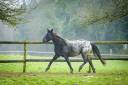 Cavalla AES Anglo European Studbook In vendita 2021 Appaloosa ,  TOPSTOPOTTED TATOOKIE