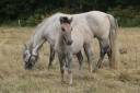 Puledra Highland In vendita 2026 Grigio ,  BALMORAL MACGREGOR
