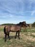 Intero New Forest In vendita 2024 Baio ,  ROB ROY DU GARON