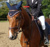 Cavalla Sella Francese In vendita 2019 Baio ,  URANO DE CARTIGNY