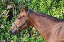 Cavalla Sella Francese In vendita 2016 Baio ,  READY BOY DES FORETS