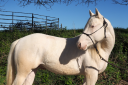 Puledro Quarter Horse In vendita 2024 Crema