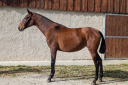 Cavalla PRE Andaluso In vendita 2024 Baio ,  ABANICO SG