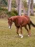 Cavalla Quarter Horse In vendita 2023 Sauro ,  INFERNO SIXTY SIX