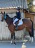 Cavalla BWP Cavallo da Sangue Belgio In vendita 2016 Baio ,  Kadans van de Mispelaere
