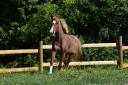 Cavalla PFS Pony Francese da Sella In vendita 2015 Sauro ,  systeme d'argent