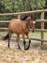 Castrone Cavallo da Sella In vendita 2023 Baio