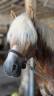 Castrone Haflinger In vendita 2019 Crine lavato