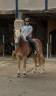 Castrone Haflinger In vendita 2019 Crine lavato