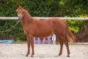 Cavalla New Forest In vendita 2025 Sauro ,  L'ancelot du m&eacute;nage