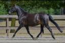 Cavalla New Forest In vendita 2021 Nero ,  Riddersholm Salem