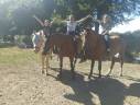 Cavalla Trottatore Francese In vendita 2014 Baio