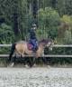Cavalla Pony da Sella Belgio In vendita 2015 Isabella