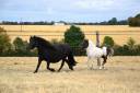 Fattrice Shetland In vendita 2018 Nero ,  Artiste de prat braz