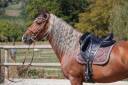 Stallone PRE Andaluso In vendita 2017 Palomino