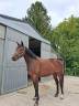 Cavalla sBs Cavallo da Sport Belgio In vendita 2023 Baio ,  Eldorado Van de Zeshoeck