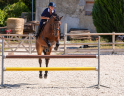 Cavalla Sella Francese In vendita 2016 Baio scuro