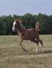 Cavalla sBs Cavallo da Sport Belgio In vendita 2026 Sauro ,  CANDY DE NANTUEL