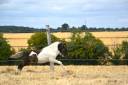 Puledro Shetland In vendita 2026 Pezzato ,  IRONSTAR DE CABUE