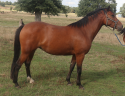 Cavalla PFS Pony Francese da Sella In vendita 2023 Baio ,  O Ma Dou&eacute; Kersidal
