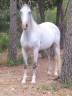 Cavalla Lusitano In vendita 2020 Bianco