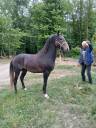 Puledro Berbero In vendita 2023 Grigio ,  P JAOUAD, BA