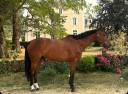 Castrone Sella Francese In vendita 2021 Baio ,  READY BOY DES FORETS