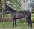 Castrone Hanovrien In vendita 2021 Nero ,  DREAM BOY