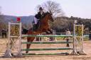 Cavalla PFS Pony Francese da Sella In vendita 2013 Baio ,  SCENDIX