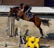 Cavalla sBs Cavallo da Sport Belgio In vendita 2020 Baio