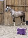 Stallone Sella Francese In vendita 2023 Grigio ,  Chacoon Blue