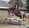 Cavalla KWPN Cavallo da Sport Neerlandese In vendita 2022 Sauro