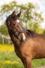 Cavalla sBs Cavallo da Sport Belgio In vendita 2025 Baio scuro