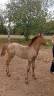 Stallone Camargue In vendita 2026 Grigio