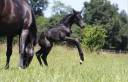 Puledra CDF - Cavallo da dressage francese In vendita 2026 Nero