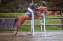 Cavalla New Forest In vendita 2016 Sauro ,  Balentino de la Treille