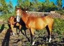 Intero Welsh Part Bred In vendita 2023 Baio ,  GOLDWIN D'EMBETS