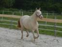 Cavalla Lusitano In vendita 2022 Perlino ,  ESPIRITO DA MATA