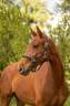 Cavalla BWP Cavallo da Sangue Belgio In vendita 2024 Sauro