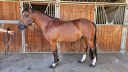 Castrone PFS Pony Francese da Sella In vendita 2017 Baio ,  Lennicha de Florys