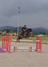 Castrone PFS Pony Francese da Sella In vendita 2017 Baio ,  Lennicha de Florys