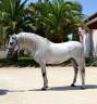 Castrone CDE Caballo Deporte Espanol In vendita 2015 Grigio