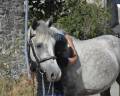 Castrone Connemara In vendita 2021 Grigio