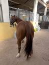 Cavalla Quarter Horse In vendita 2020 Sauro brul&eacute;